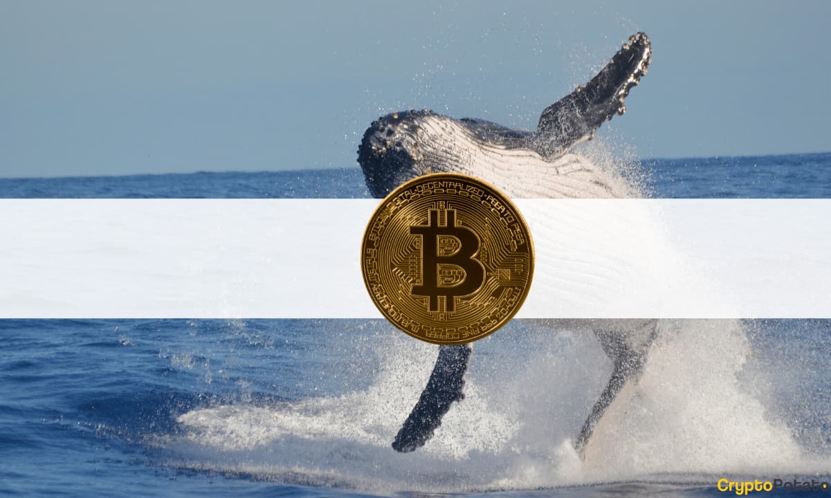 3rd Largest Bitcoin Whale Swallows Another $24M Worth of BTC During the Dip 